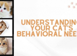 Understanding Your Cat’s Behavioral Needs