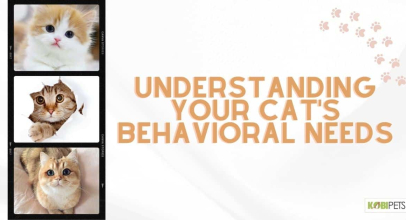 Understanding Your Cat’s Behavioral Needs