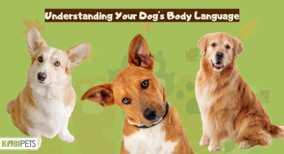 Understanding Your Dog’s Body Language