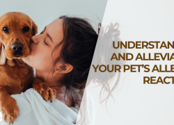 Understanding and Alleviating Your Pet’s Allergic Reactions