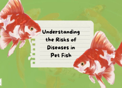 Understanding the Risks of Diseases in Pet Fish