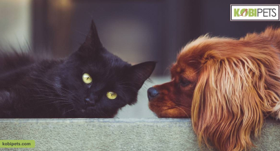 Understanding the Unique Needs of Different Pet Species