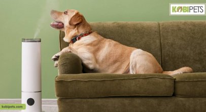 Tips on How to Keep Your House Clean With Indoor Pets