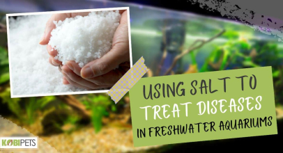 Using Salt to Treat Diseases in Freshwater Aquariums