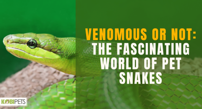 Venomous or Not: The Fascinating World of Pet Snakes