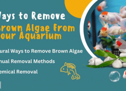 Ways to Remove Brown Algae From Your Aquarium