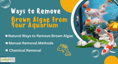 Ways to Remove Brown Algae From Your Aquarium