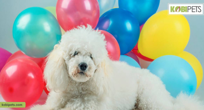 Are Dogs Colorblind?