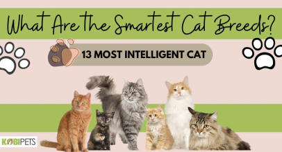 What Are the Smartest Cat Breeds? 13 Most Intelligent Cat