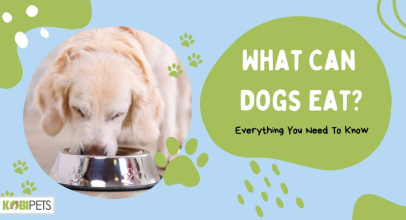 What Can Dogs Eat? Everything You Need To Know