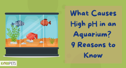 What Causes High pH in an Aquarium? 9 Reasons to Know