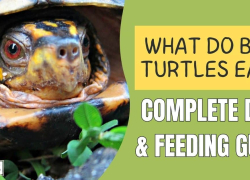 What Do Box Turtles Eat? Complete Diet & Feeding Guide