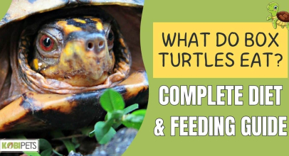What Do Box Turtles Eat? Complete Diet & Feeding Guide