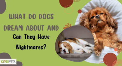 What Do Dogs Dream About and Can They Have Nightmares?