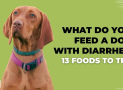 What Do You Feed a Dog With Diarrhea – 13 Foods to Try