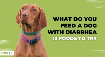 What Do You Feed a Dog With Diarrhea – 13 Foods to Try