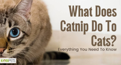 What Does Catnip Do To Cats? Everything You Need To Know