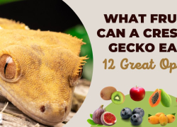 What Fruits Can a Crested Gecko Eat? 12 Great Options