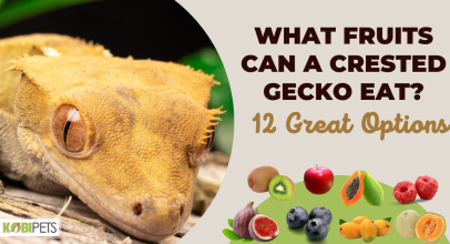 What Fruits Can a Crested Gecko Eat? 12 Great Options