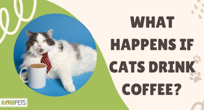 What Happens If Cats Drink Coffee?