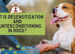 What Is Desensitization and Counterconditioning in Dogs?