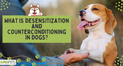 What Is Desensitization and Counterconditioning in Dogs?