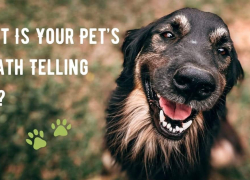 What Is Your Pet’s Breath Telling You?