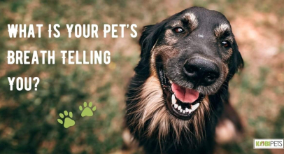 What Is Your Pet’s Breath Telling You?