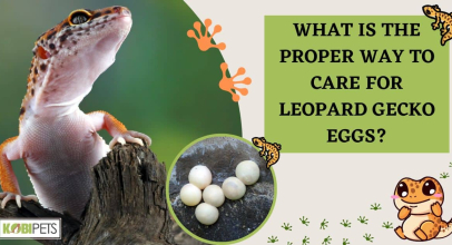 What Is the Proper Way to Care for Leopard Gecko Eggs?