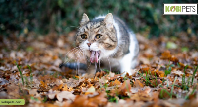 Why Is My Cat Throwing Up Water?