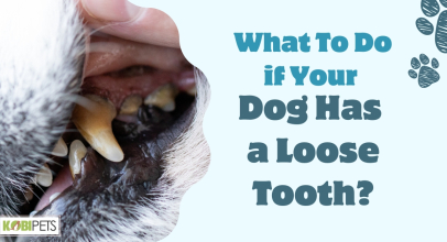 What To Do if Your Dog Has a Loose Tooth?