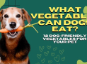 What Vegetables Can Dogs Eat? 12 Dog-Friendly Vegetables For Your Pet