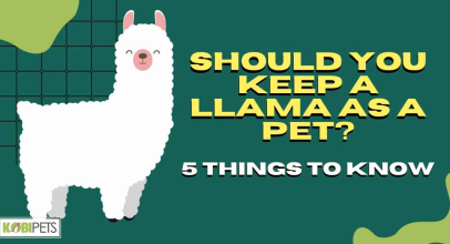 Should You Keep a Llama As a Pet? 5 Things To Know
