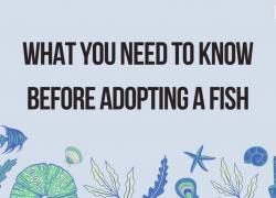 What You Need to Know Before Adopting a Fish