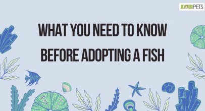 What You Need to Know Before Adopting a Fish
