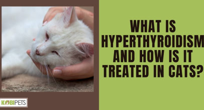 What is Hyperthyroidism and How is it Treated in Cats?