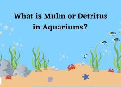 What is Mulm or Detritus in Aquariums?