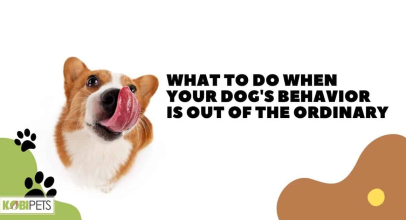 What to Do When Your Dog’s Behavior Is Out of the Ordinary