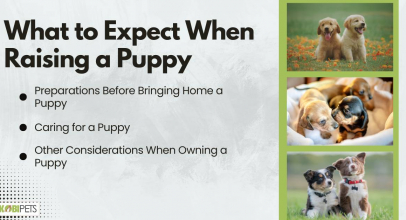 Raising a Puppy: Tips for First-Time Dog Owners