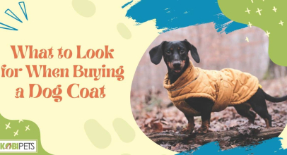 What to Look for When Buying a Dog Coat