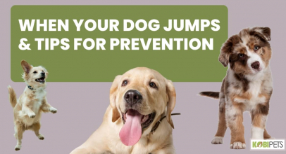 When Your Dog Jumps & Tips For Prevention