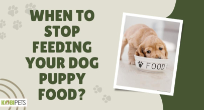 When to Stop Feeding Your Dog Puppy Food?