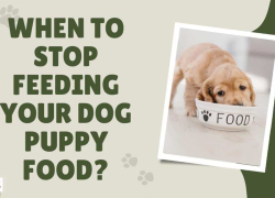When to Stop Feeding Your Dog Puppy Food?