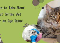 When to Take Your Cat to the Vet for an Eye Issue