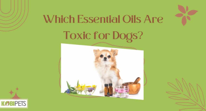 Which Essential Oils Are Toxic for Dogs?