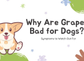 Why Are Grapes Bad for Dogs? Symptoms to Watch Out For