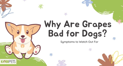 Why Are Grapes Bad for Dogs? Symptoms to Watch Out For
