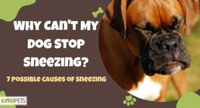 Why Can’t My Dog Stop Sneezing? 7 Possible Causes of Sneezing