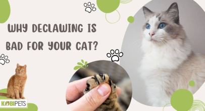 Why Declawing is Bad for Your Cat?