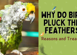 Why Do Birds Pluck Their Feathers? Reasons and Treatment